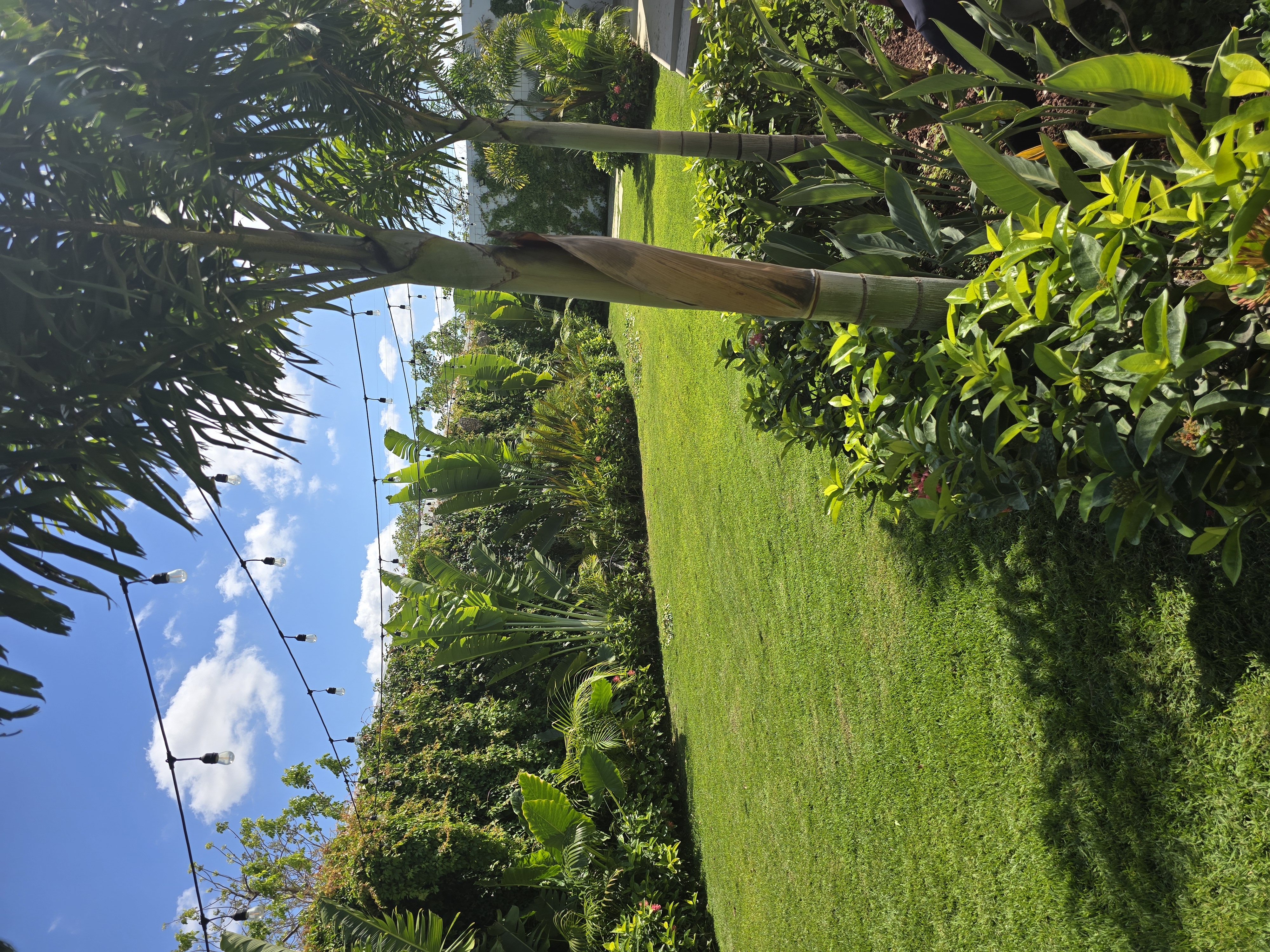 Jardín tropical profesional